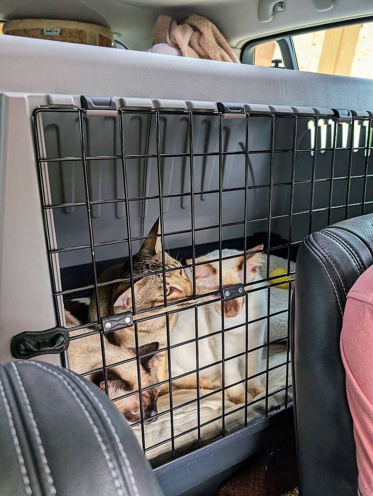 David Meyer, Cape Town, South Africa